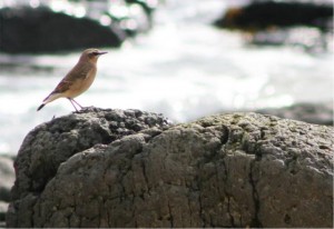 Steindepill - fuglaskoðun